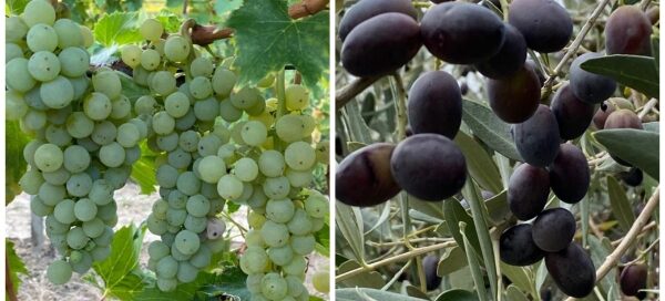 I prodotti tipici istriani siano trilingui- sloveno-croato-italiano.